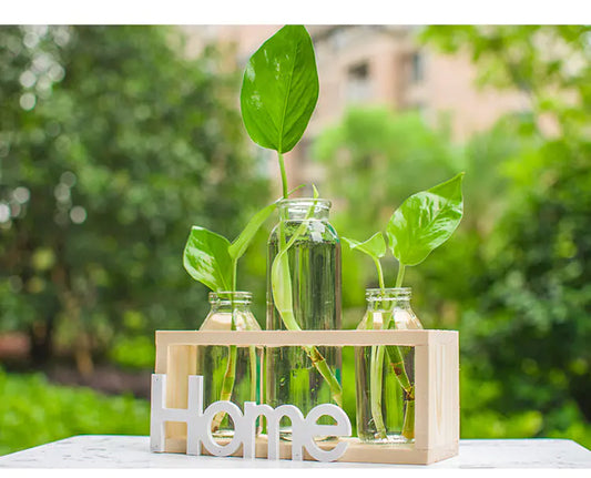 Transparent Glass Hydroponic Vase